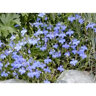 Compra LOBELIA PENDULA FOUNTAIN BLUE IMPROVED Peliculada (1000 Semillas) en la tienda online Fito Agrícola