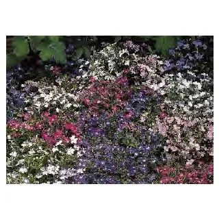 Compra LOBELIA ERINUS RIVIERA MIX (1000 Semillas). en la tienda online Fito Agrícola