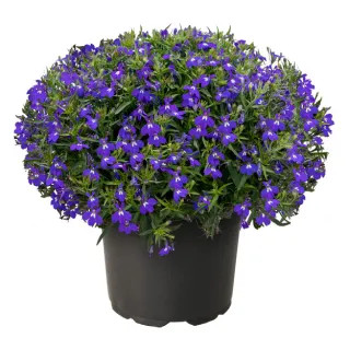 Compra LOBELIA MASTERPIECE AZUL (240 Plantas) en la tienda online Fito Agrícola