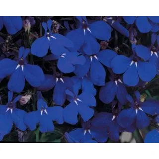 Compra LOBELIA MOON MIDNIGHT Peliculada (1000 Semillas). en la tienda online Fito Agrícola