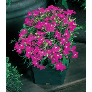 Compra LOBELIA MOON ROSE Peliculada (1000 Semillas). en la tienda online Fito Agrícola