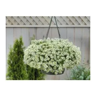 Compra LOBULARIA MARITIMA GIGA BLANCA (1000 Semillas). en la tienda online Fito Agrícola