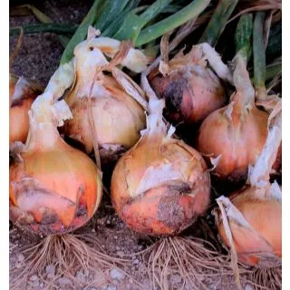 Compra CEBOLLA LUNERA F1 Pildorada (25.000 Semillas) en la tienda online Fito Agrícola