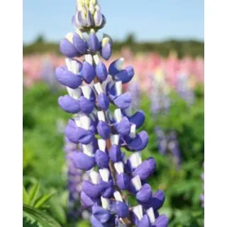 Compra LUPINUS BLUE (25 Unid.). en la tienda online Fito Agrícola