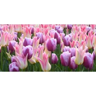 Compra LUXURY (100 Unid.). en la tienda online Fito Agrícola