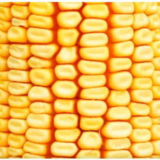 Compra MAÍZ SAGUNTO Ciclo 700 Con Lumiposa (50.000 Semillas) en la tienda online Fito Agrícola