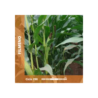 Compra MAÍZ FILMENO Ciclo 290 (15.000 Semillas) en la tienda online Fito Agrícola