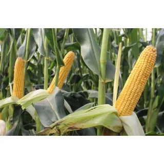 Compra MAÍZ LIVORNO Ciclo 300 Sin Tratar (50.000 Semillas) en la tienda online Fito Agrícola