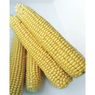 Compra MAÍZ SUPER DULCE SOLARE F1 (2.500 Semillas) en la tienda online Fito Agrícola