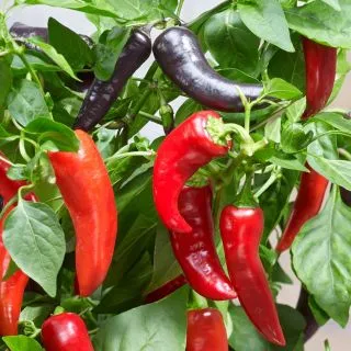 Compra PIMIENTO MAMBA RED F1 (1000 Semillas). en la tienda online Fito Agrícola