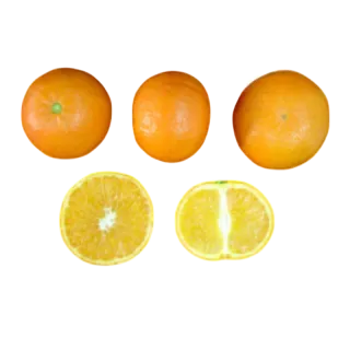 Compra MANDARINO CLEMENVILLA - 17 en la tienda online Fito Agrícola