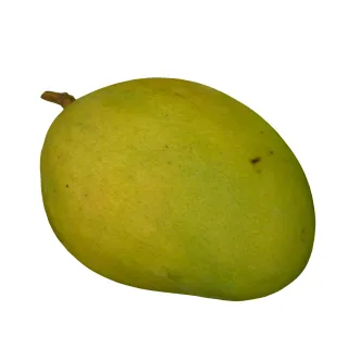 Compra MANGO KESINGTON en la tienda online Fito Agrícola