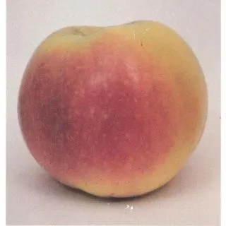 Compra MANZANO ESPERIEGA en la tienda online Fito Agrícola