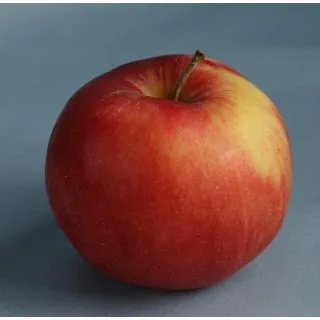 Compra MANZANO REINA DE REINETAS en la tienda online Fito Agrícola