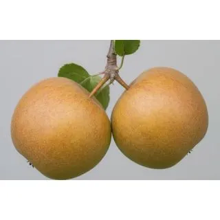 Compra MANZANO REINETA GRIS DEL CANADA en la tienda online Fito Agrícola