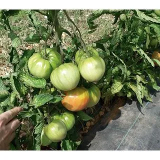Compra TOMATE MARECHIARO F1 (1.000 Semillas) en la tienda online Fito Agrícola