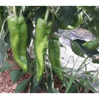 Compra PIMIENTO MATTADORES F1 (1.000 Semillas) en la tienda online Fito Agrícola