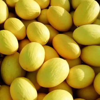 Compra MELÓN JANDAIA F1 (1000 Semillas). en la tienda online Fito Agrícola