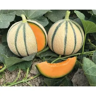 Compra MELÓN MAKEBA F1 (1000 Semillas). en la tienda online Fito Agrícola