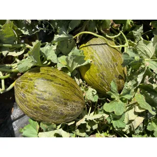 Compra MELÓN QUINTERO F1 (1.000 Semillas) en la tienda online Fito Agrícola