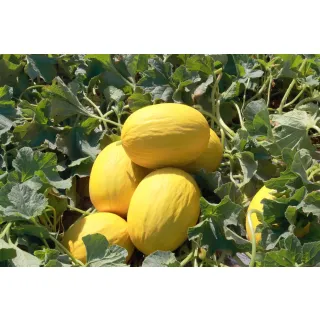 Compra MELÓN TEQUILA (1.000 Semillas). en la tienda online Fito Agrícola