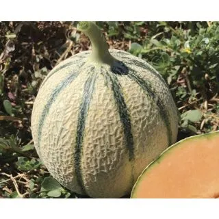 Compra MELÓN VOLUPTA F1 (1.000 Semillas). en la tienda online Fito Agrícola