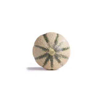 Compra MELÓN ZINASOL RZ F1 Precisión (1.000 Semillas). en la tienda online Fito Agrícola