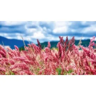 Compra MELINIS SAVANNAH (144 Plantas). en la tienda online Fito Agrícola