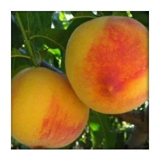 Compra MELOCOTONERO ANDROSS en la tienda online Fito Agrícola