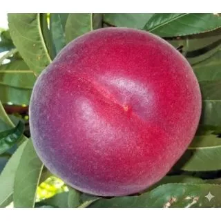 Compra MELOCOTONERO ROJO INTENSO DE CARNE AMARILLA en la tienda online Fito Agrícola