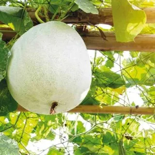 Compra MELON DE INVIERNO TWONGA AB (15 Semillas). en la tienda online Fito Agrícola
