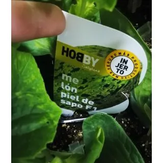 Compra MELON PIEL DE SAPO F-1 Injertado EPS70 en la tienda online Fito Agrícola