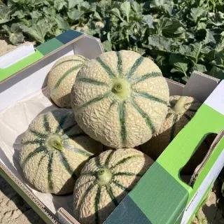 Compra MELÓN ACAPELLA F1 (1.000 Semillas). en la tienda online Fito Agrícola