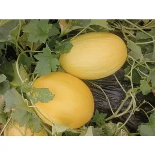 Compra MELÓN BAHAMAS F1 (1.000 Semillas) en la tienda online Fito Agrícola