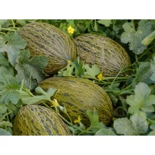 Compra MELÓN CENCIBEL (1.000 Semillas). en la tienda online Fito Agrícola