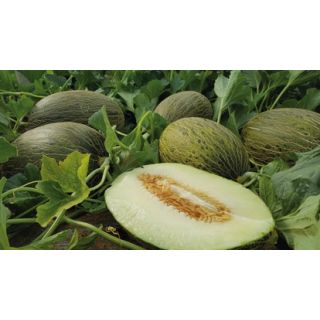 Compra MELÓN COLISEO F-1 (1.000 Semillas) en la tienda online Fito Agrícola