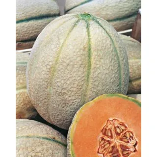 Compra MELÓN DELIZIA F1 OR® (1.000 Semillas) en la tienda online Fito Agrícola