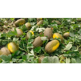 Compra MELÓN DON SAHUQUILLO F1 (1.000 Semillas). en la tienda online Fito Agrícola