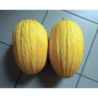 Compra MELÓN GIRASOLE F1 (1.000 Semillas) en la tienda online Fito Agrícola