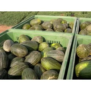 Compra MELÓN JABATO F1 (1.000 Semillas) en la tienda online Fito Agrícola
