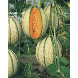 Compra MELÓN PEPITO F1 (5.000 Semillas) en la tienda online Fito Agrícola