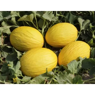 Compra MELÓN PISCO F1 (1.000 Semillas). en la tienda online Fito Agrícola