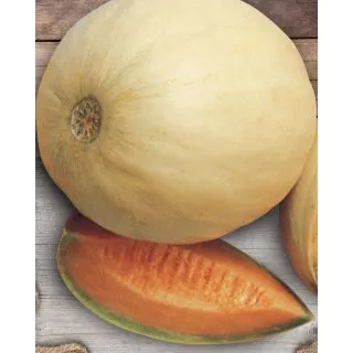 Compra MELÓN SUMMER DREAM F1 (1.000 Semillas) en la tienda online Fito Agrícola