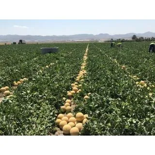 Compra MELÓN VERDASCO F1 (1.000 Semillas). en la tienda online Fito Agrícola