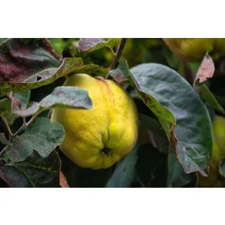 Compra MEMBRILLERO WRANJA en la tienda online Fito Agrícola