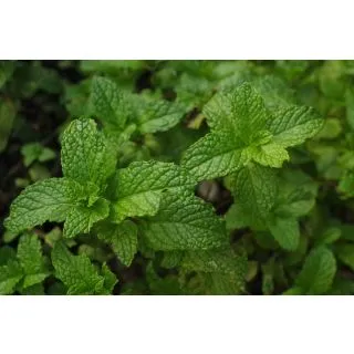 Compra MENTA ECOLÓGICA ME11 en la tienda online Fito Agrícola