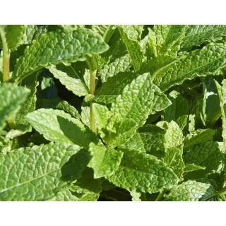 Compra MENTA VERDE SPICATA (144 Plantas). en la tienda online Fito Agrícola