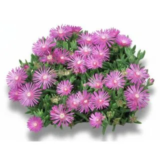 Compra MESSEM LAMPRANTHUS ROSA (84 Plantas). en la tienda online Fito Agrícola