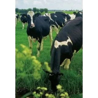 Compra PRADERA PLURIANUAL VALDA (10 Kgr.). en la tienda online Fito Agrícola