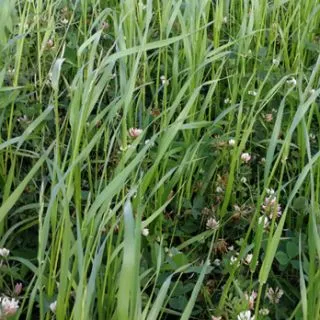 Compra STRIGOSA ANUAL NORTE ESPAÑA (25 Kgr.). en la tienda online Fito Agrícola